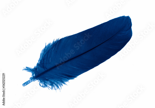 blue goose feather on a white isolated background