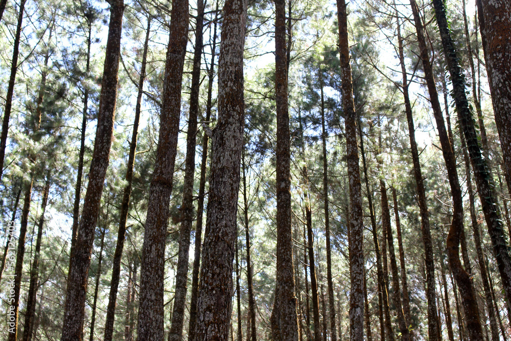 The pattern of pine tree in Yogyakarta Indonesia The pattern of pine tree in Yogyakarta Indonesia