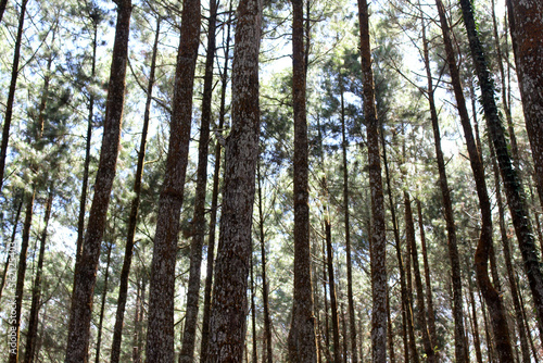 The pattern of pine tree in Yogyakarta Indonesia