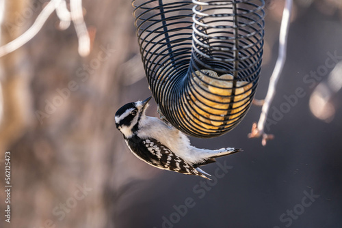 bird eating peanut © Jim