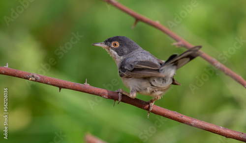 curruca mystacea on branch of menetries`s Warbler tree with colorful background photo