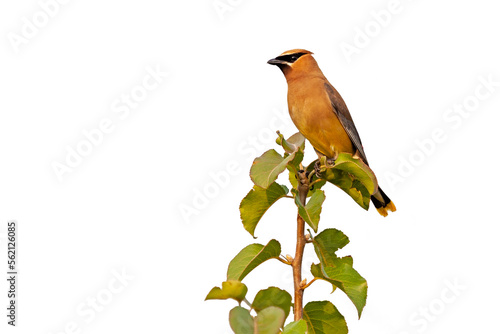 Cedar Waxwing Glows in the Morning Sun photo