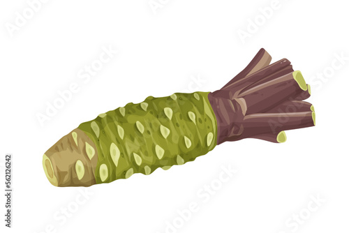 fresh wasabi root, raw wasabi for japanese foodWhole and half wasabi (Japanese horseradish) isolated on white background. vector illustration