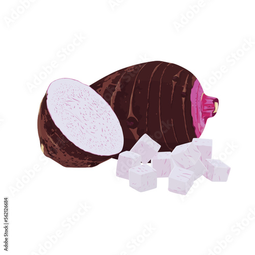taro isolated on white background.Vector illustration.