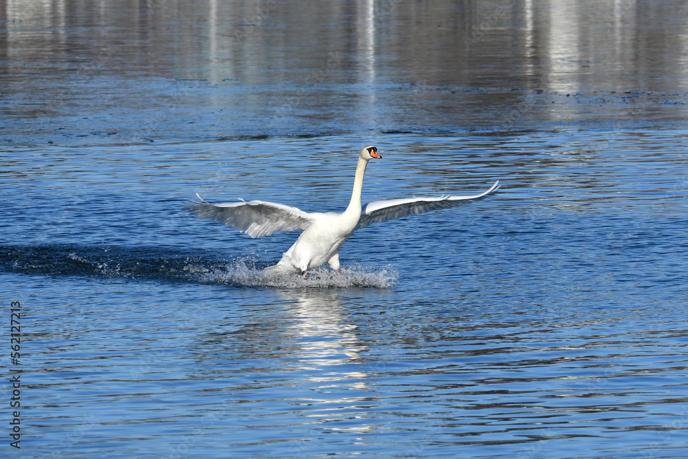 Fototapeta premium Mute Swan with wings stretched navigates a telemarked landing on lake