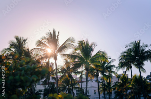 palm trees in the evening Miami Beach   © Alberto GV PHOTOGRAP