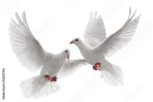 Billede på lærred white dove isolated on transparent background