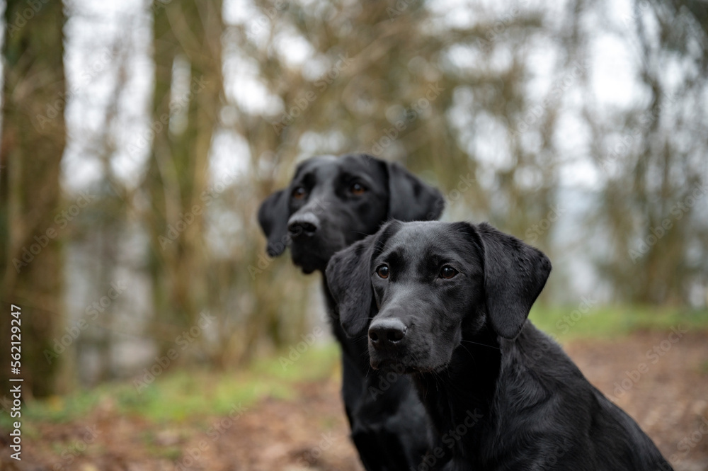 Two black labrador retrievers in a forest Two black labrador retrievers in a forest