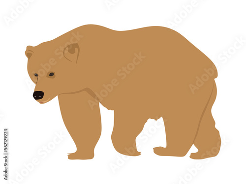 Bear flat illustration isolated on white background. Bear vector illustration