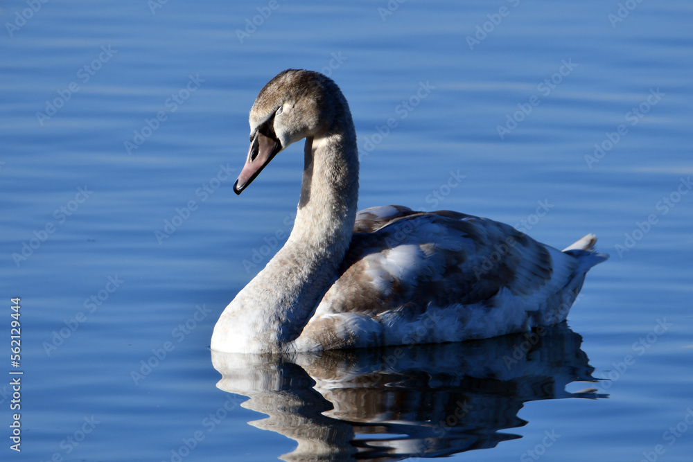 A juvenile Mute swan drifts along with its eyed closed appearing to be asleep A juvenile Mute swan drifts along with its eyed closed appearing to be asleep