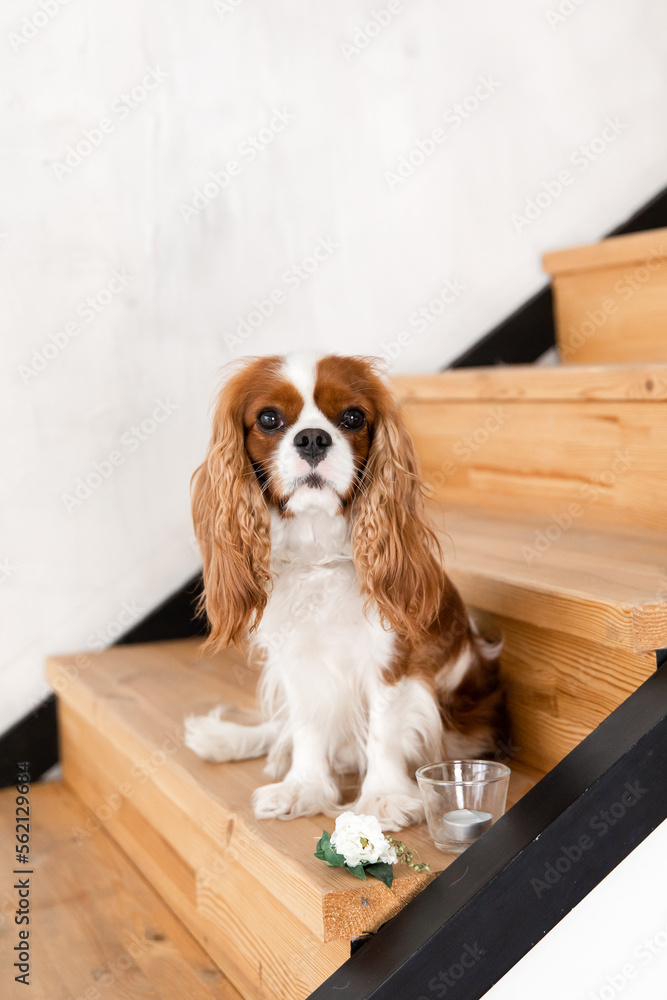 Cavalier King Charles Spaniel puppy dog sitting omthe stairs at home