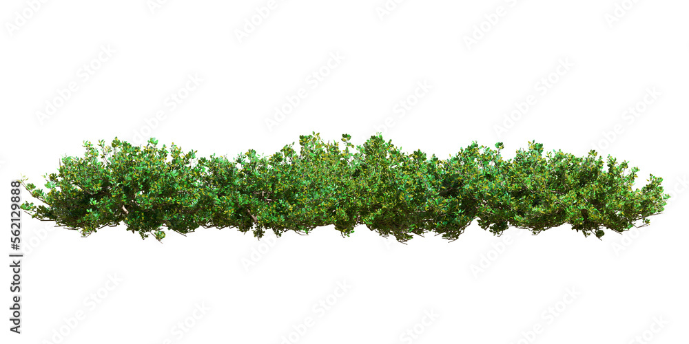 Green shrubs isolated on white background
Green shrubs isolated on white background