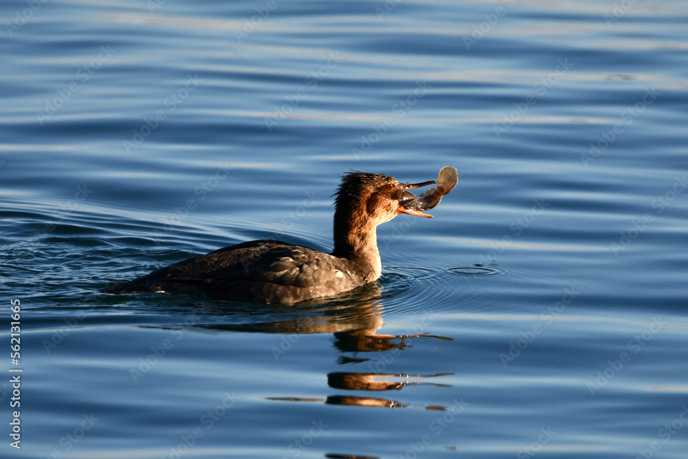Female Red-breasted Merganser duck carries a fresh caught fish in its beak Female Red-breasted Merganser duck carries a fresh caught fish in its beak