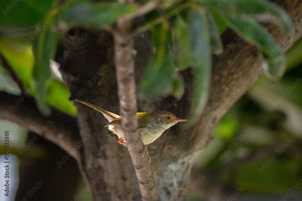 Dark Necked Tailorbird stand on the branch of tree, Dark Necked Tailorbird stand on the branch of tree,