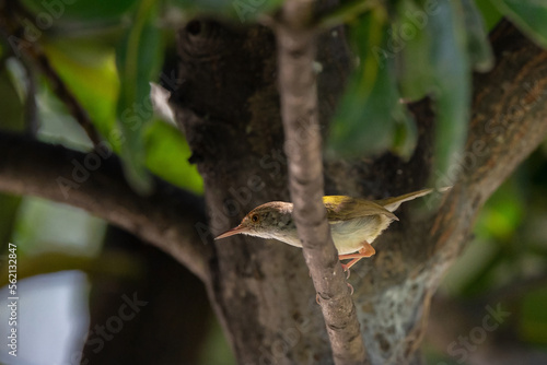 Dark Necked Tailorbird  stand on the branch of tree