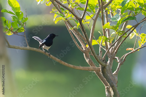 Oriental Magpie Robin bird standing on branch of tree,