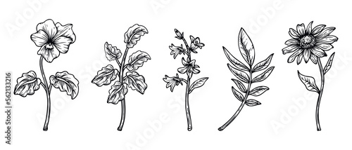 Collection of hand drawn line art flowers and leaves illustration isolated on white background