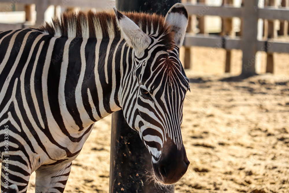 Zebra in south african wildlife reserve. profile head portrait Zebra in south african wildlife reserve. profile head portrait