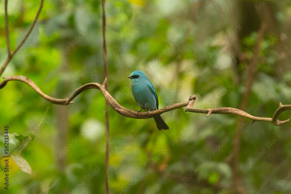 Verditer Flycatcher bird in the rain forest Verditer Flycatcher bird in the rain forest