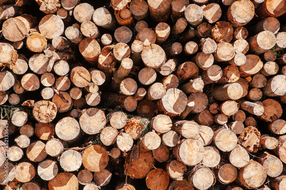 Fototapeta premium Pile of chopped wood tree, abstract wooden background with lumber elements