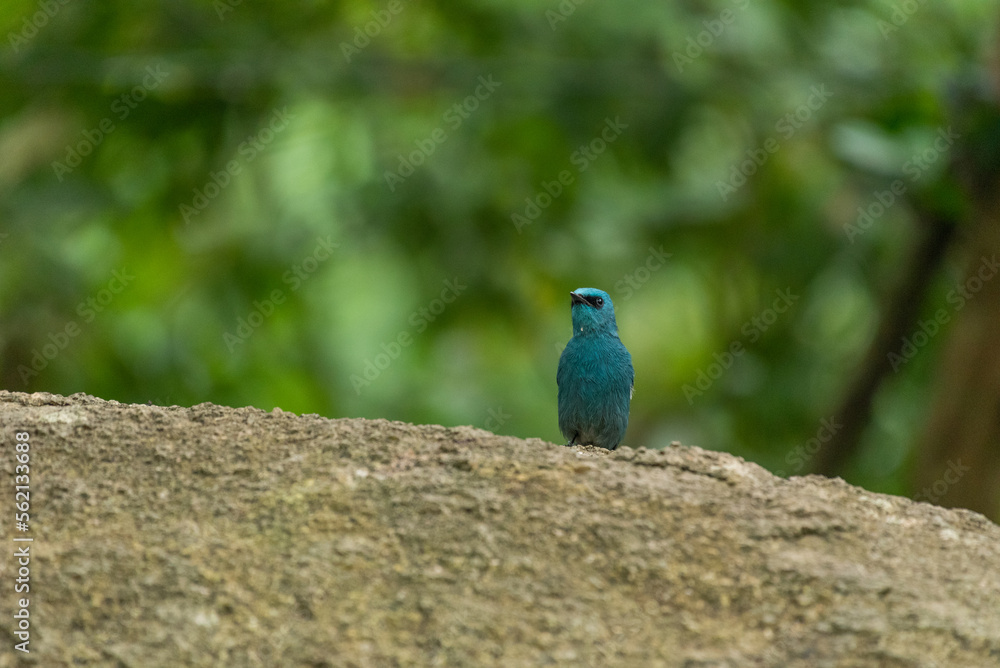 Obraz premium Verditer Flycatcher bird in the rain forest