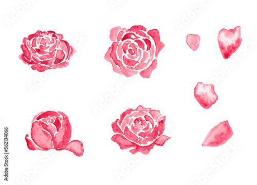 Pink peony or rose flowers set watercolor painting - hand drawn blossom isolated on white background