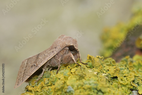 Closeup on the Common Quaker owlet moth, Orthosia cerasi sitting on wood