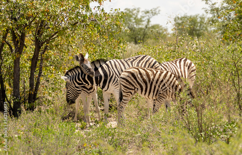 Etosha National Park Wildlife  Namibia