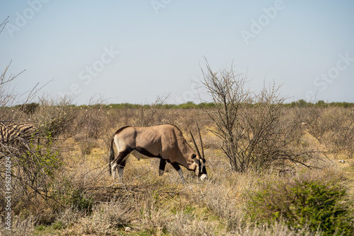 Etosha National Park Wildlife  Namibia