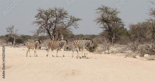 Etosha National Park Wildlife, Namibia
