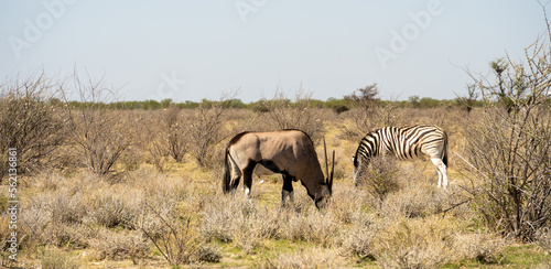 Fototapeta Naklejka Na Ścianę i Meble -  Etosha National Park Wildlife, Namibia