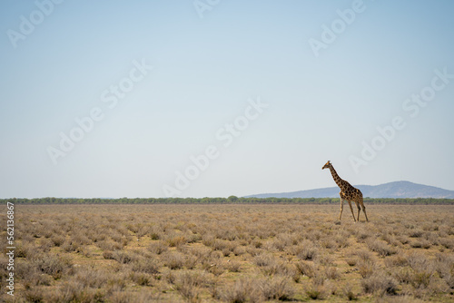 Etosha National Park Wildlife  Namibia