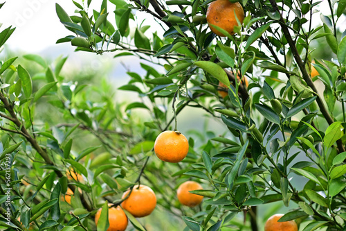 Fresh Oranges on the tree with blurred nature background in Garden at Thailand.