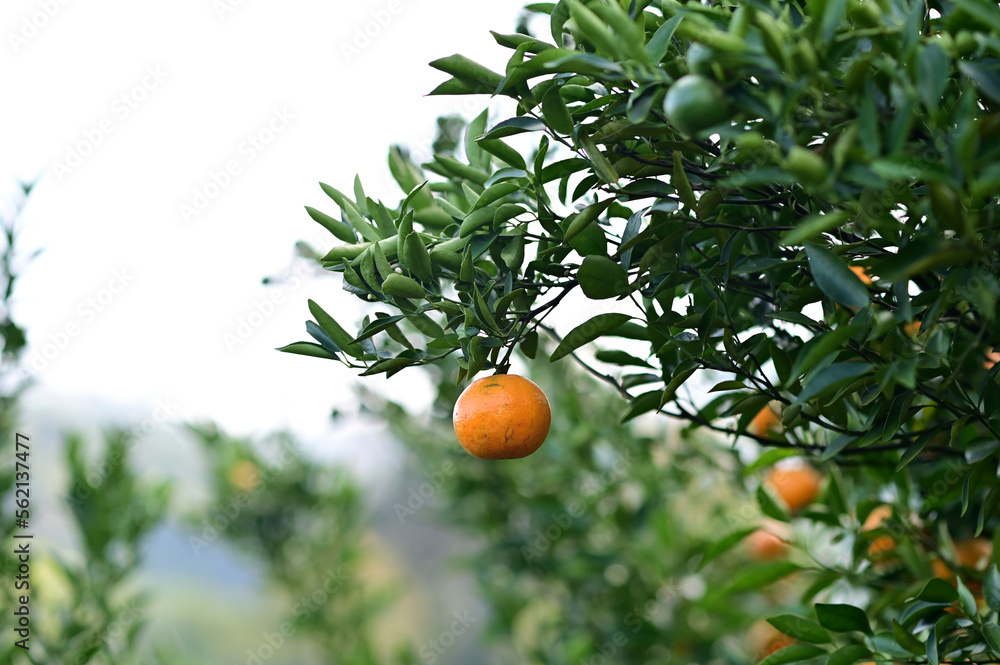 Fresh Oranges on the tree with blurred nature background in Garden at Thailand.