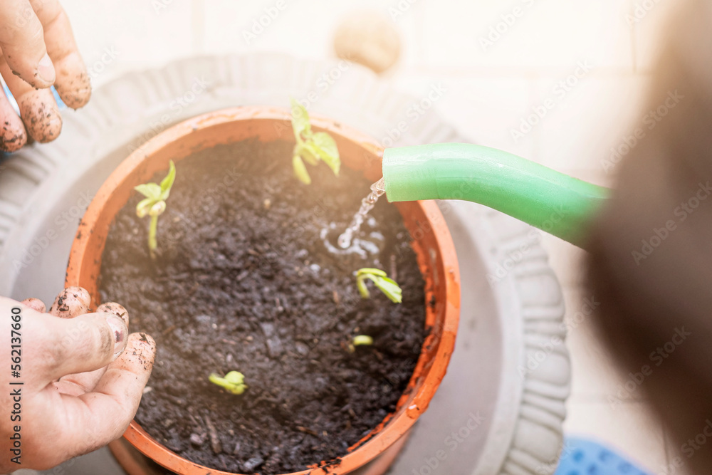 Young plants watered from a watering can Young plants watered from a watering can