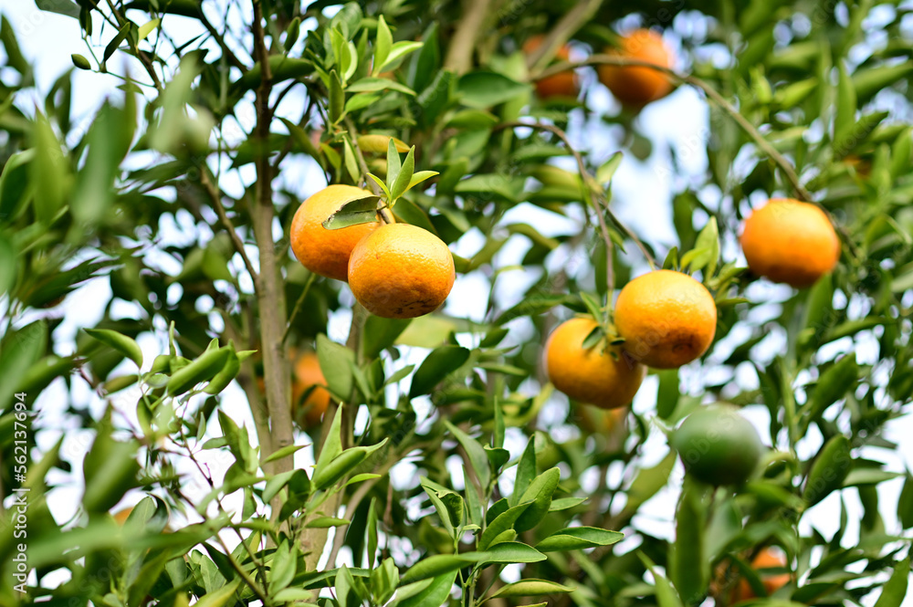 Fresh Oranges on the tree with blurred nature background in Garden at Thailand.