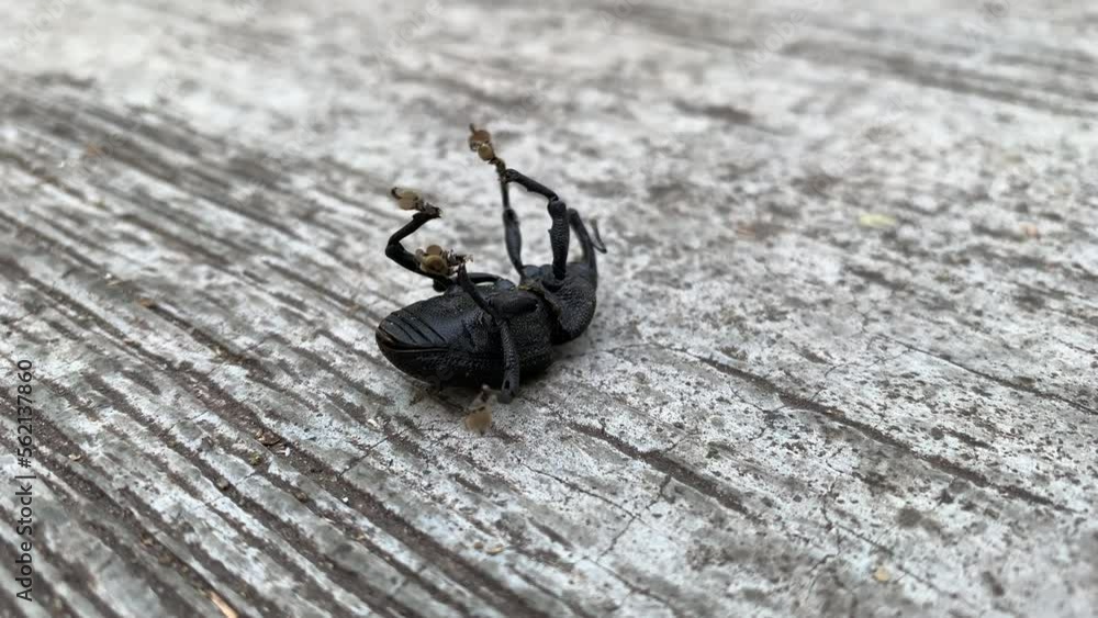 Insect lying in his back on ground unable to move. Failure concept ...