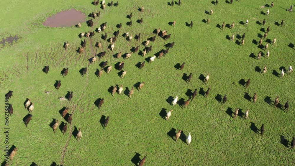 Sustainable agriculture, innovative farming. Cows grazing on an American cattle ranch. Grass fed cows. Sustainable agriculture, innovative farming. Cows grazing on an American cattle ranch. Grass fed cows.