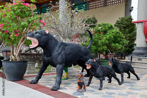Fototapeta Statues of black American pit bull terriers roaring in the park inside a Thai Chinese temple at Thailand