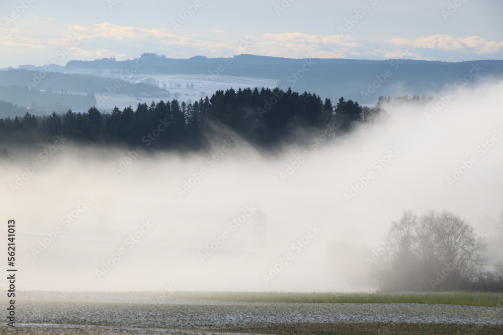 a tree in the middle of the fog, behind it forest in autumn a tree in the middle of the fog, behind it forest in autumn