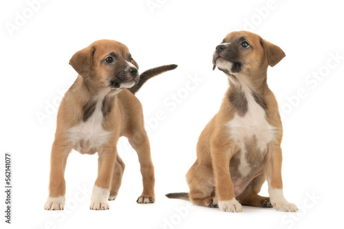  two beautiful brown little puppy isolated on white background