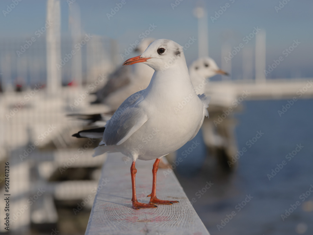 Obraz premium Slender-billed Gull sitting on the pier of the Baltic Sea Sopot Poland