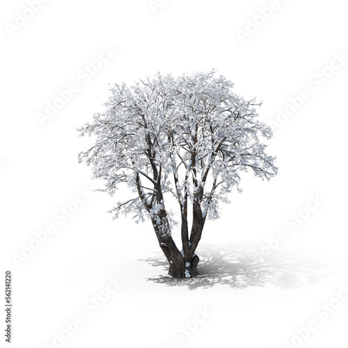tree in winter isolated transparent png