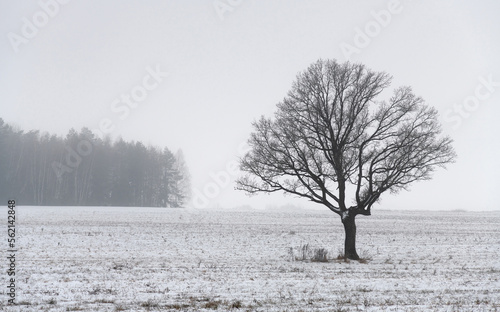 Winter. Cloudy and foggy. A detached beautiful oak tree in a clean snowy field. In the background, the edge of a coniferous forest