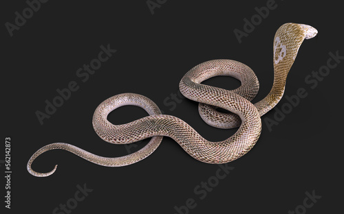 3d Illustration of Albino king cobra snake isolated on black background, White and brown cobra snake with clipping path.