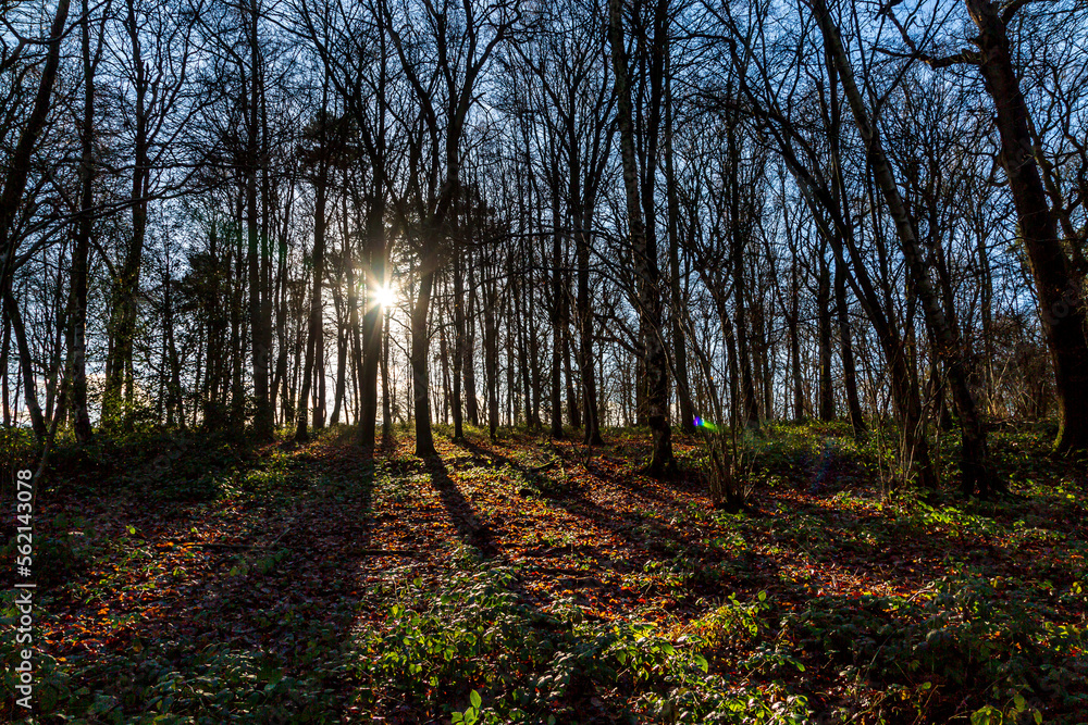 Light shining through woodland on a January day