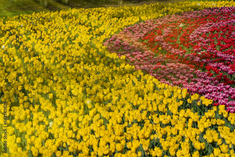Obraz premium Glade of yellow, red and pink tulips in the sun in the spring park.