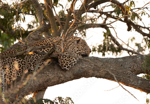 A huge male leopard resting on a tree, Masai Mara, Kenya