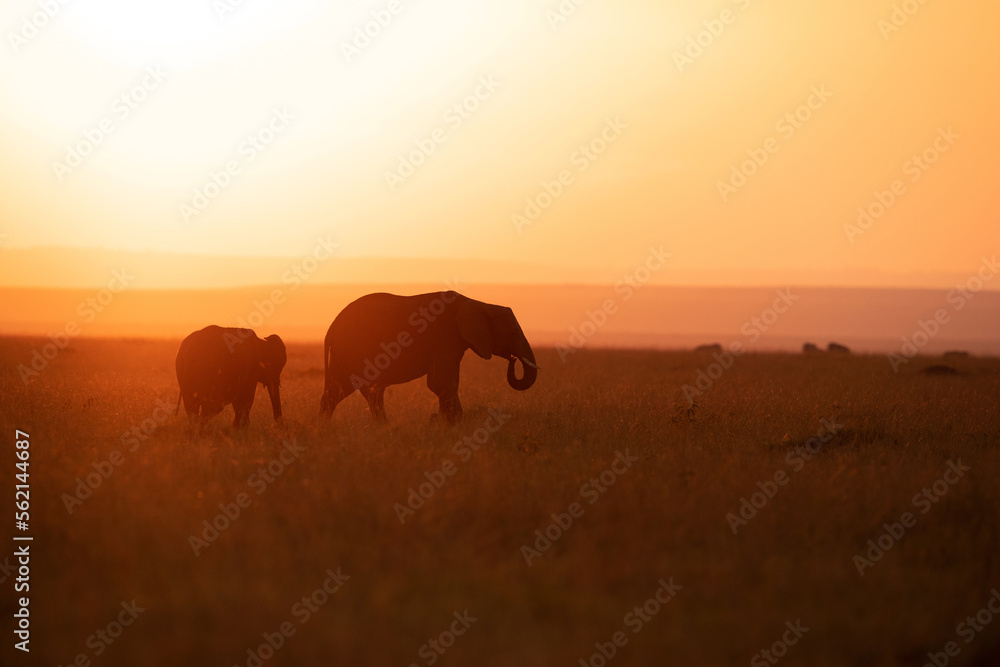 Fototapeta premium Silhouette of African elephants during sunset, Masai Mara, Kenya