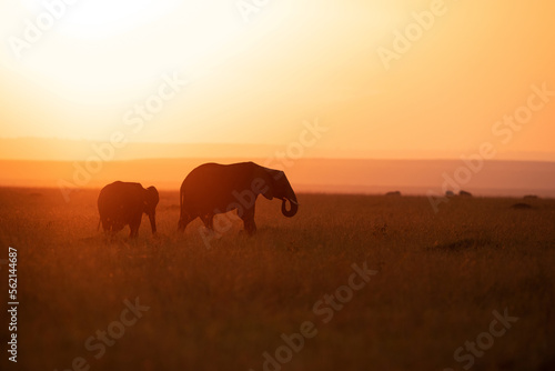 Silhouette of African elephants during sunset, Masai Mara, Kenya